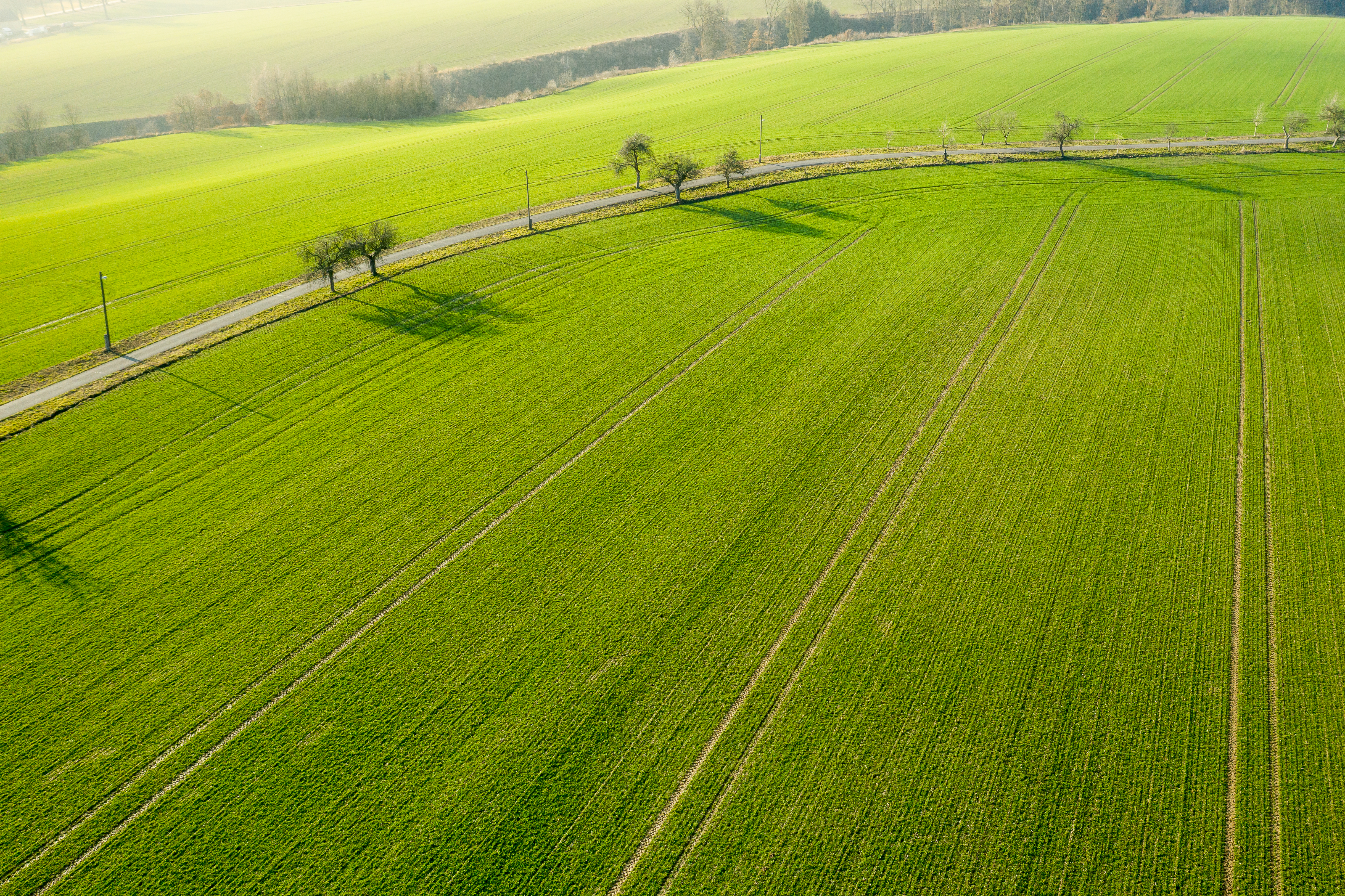 Aerial view on a field with green grass and few trees along a road. Agriculture farm cultivated land